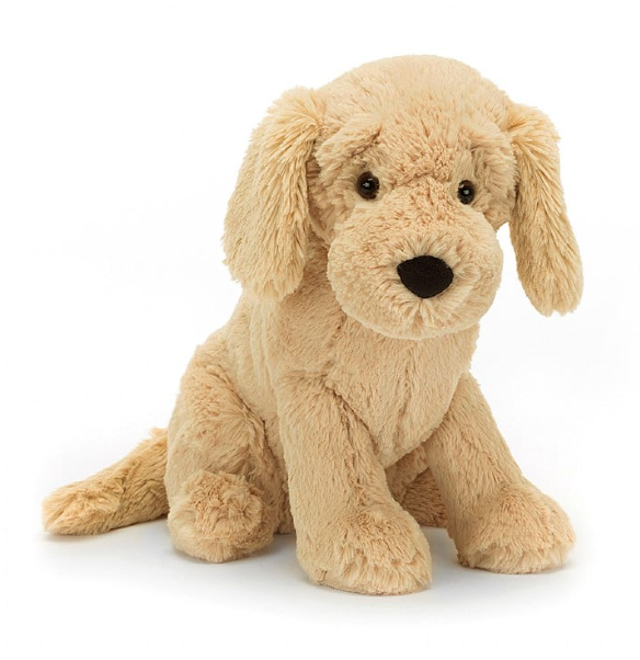 Tilly Golden Retriever