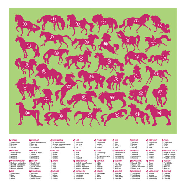 100 pc | 36 Horses