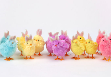 Chick with Bunny Ears