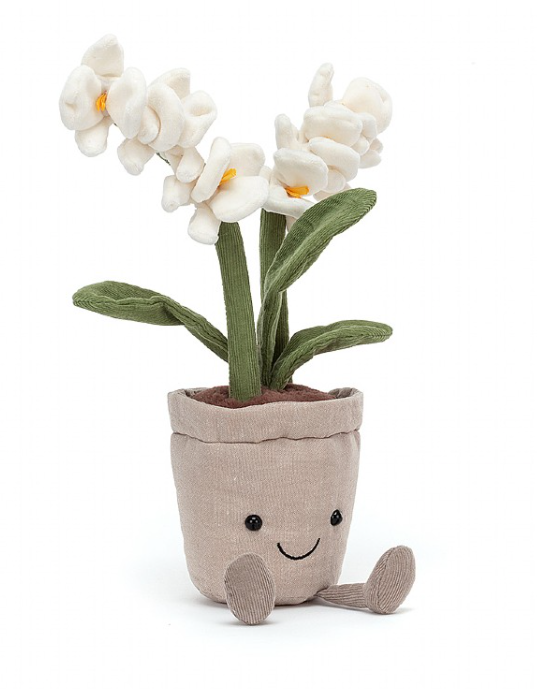 Amuseable Cream Orchid
