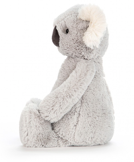 Bashful Koala